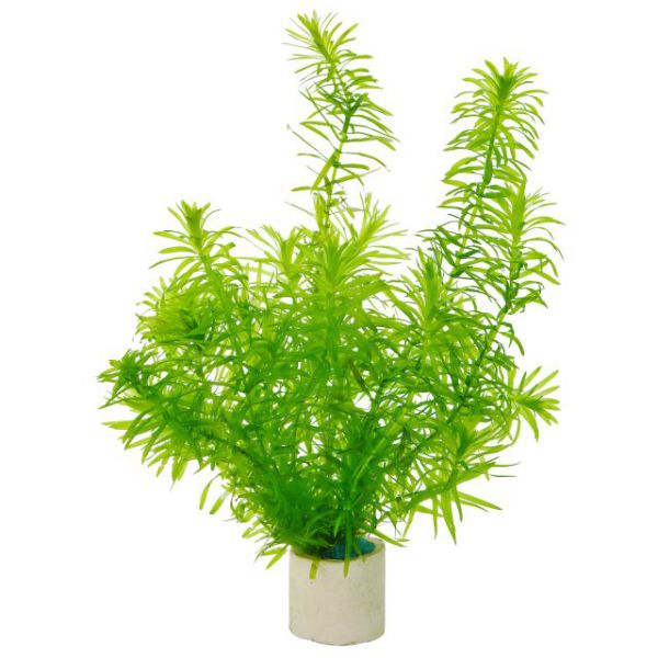 Combo 5 nhánh rong đuôi chó thủy sinh dễ trồng không cần Co2