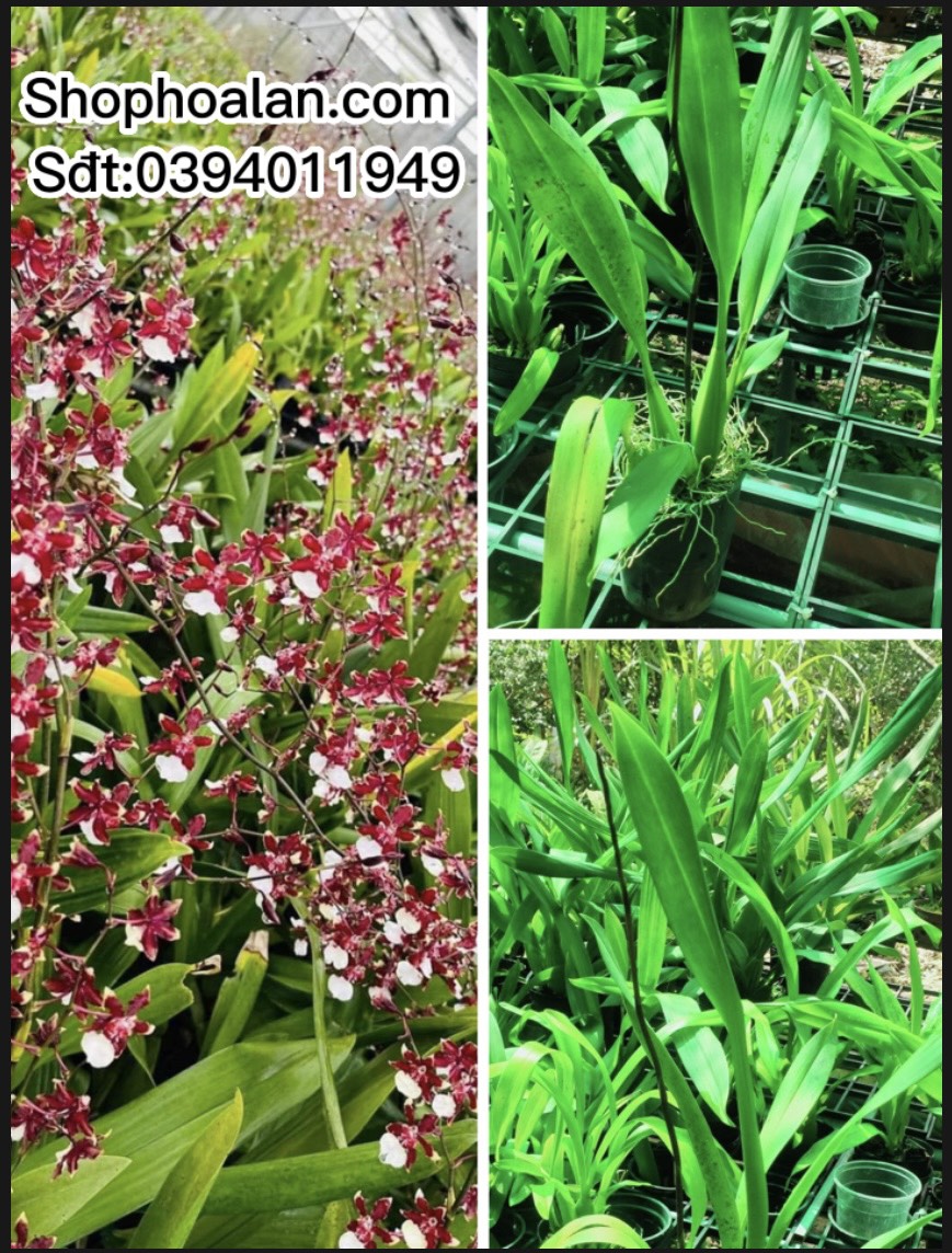 Hoa lan Vũ nữ socola đang nụ chơi tết 2023