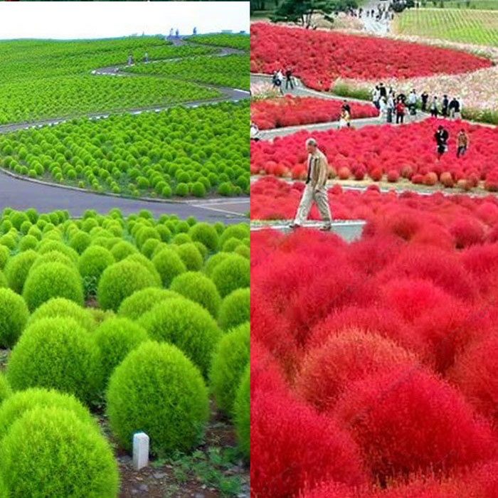 Hạt giống Cỏ Đổi Màu - Kochia Grass PSV145 | Phởms Market