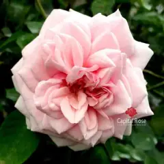 Hoa Hồng Văn Khôi, hoa bền + hương thơm lâu