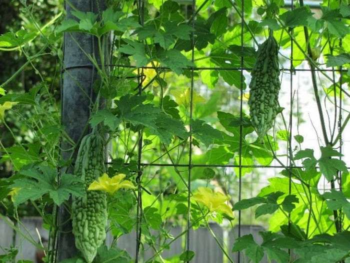 1 Cuộn 50m (10M dài x 5m cao) Lưới Làm Giàn Cho Cây Dây Leo Bầu Bí, Mướp, Su Su Và Các Loại Cây Leo Giá Rẻ Npp.