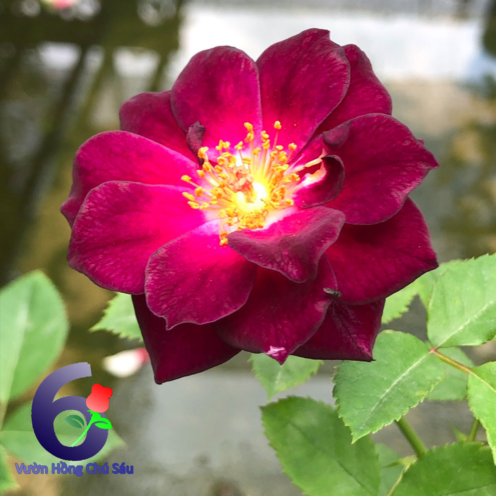 Hoa hồng tím midnight blue, hồng ngoại, hồng bụi, thân gỗ, nguyên bản