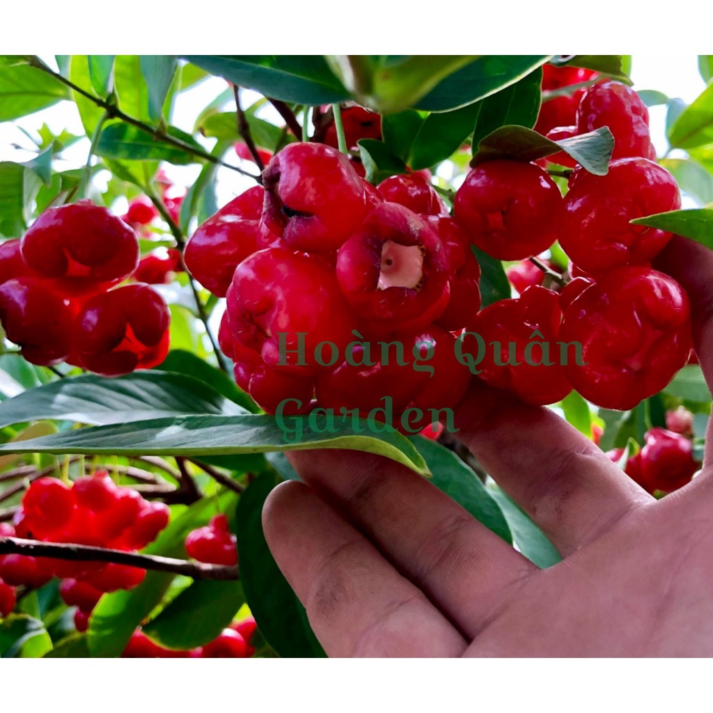 Cây mận Hoàng Yến giống