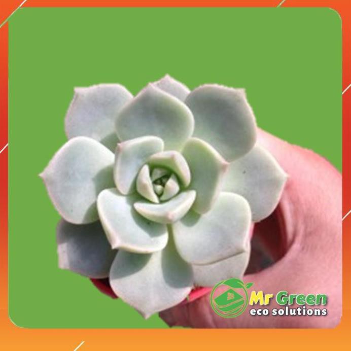 Sen đá hoa hồng mới ?? – đã thuần khí hậu siêu khỏe đẹp lỗi 1 đổi 1
