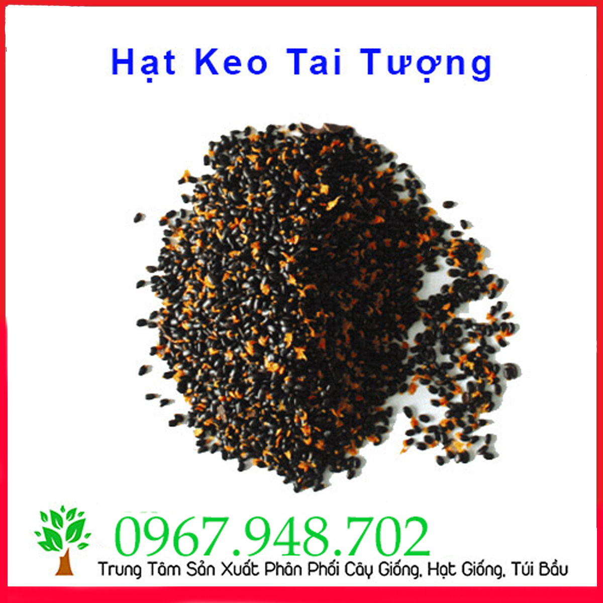 [HCM]Hạt Giống Keo Tai Tượng