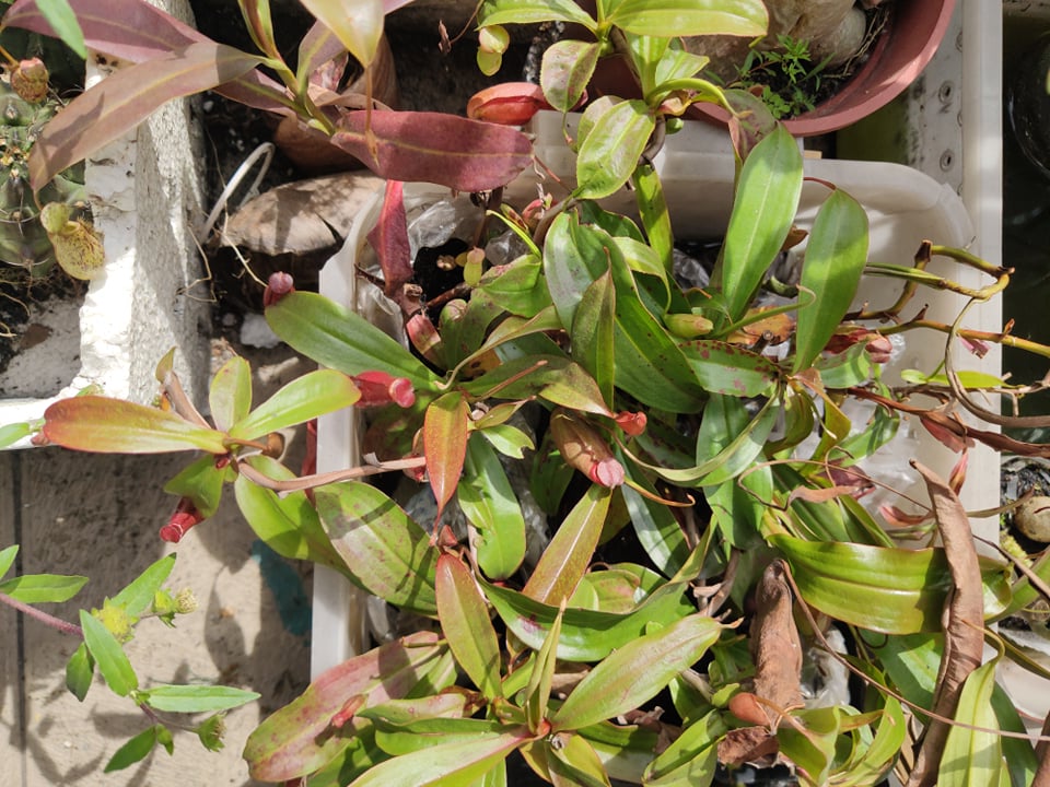 [HCM]Cây Nắp ấm diệt ruồimuỗi kiến Côn trùng gây hại (cây thuần khi háu đã có ấm sãn)