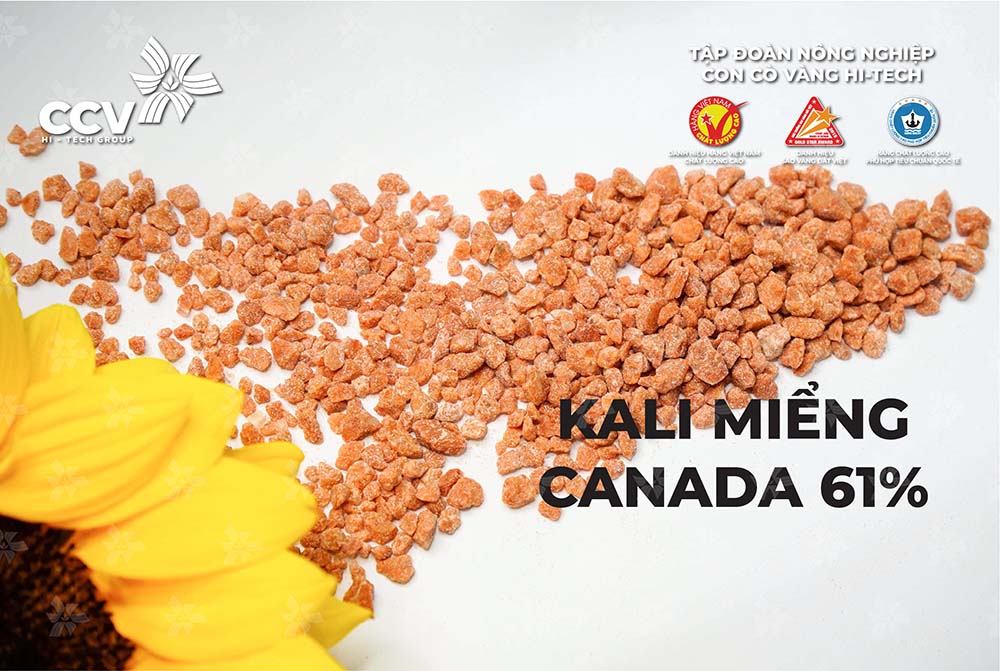 Phân Bón Kali miểng 61% Canada
