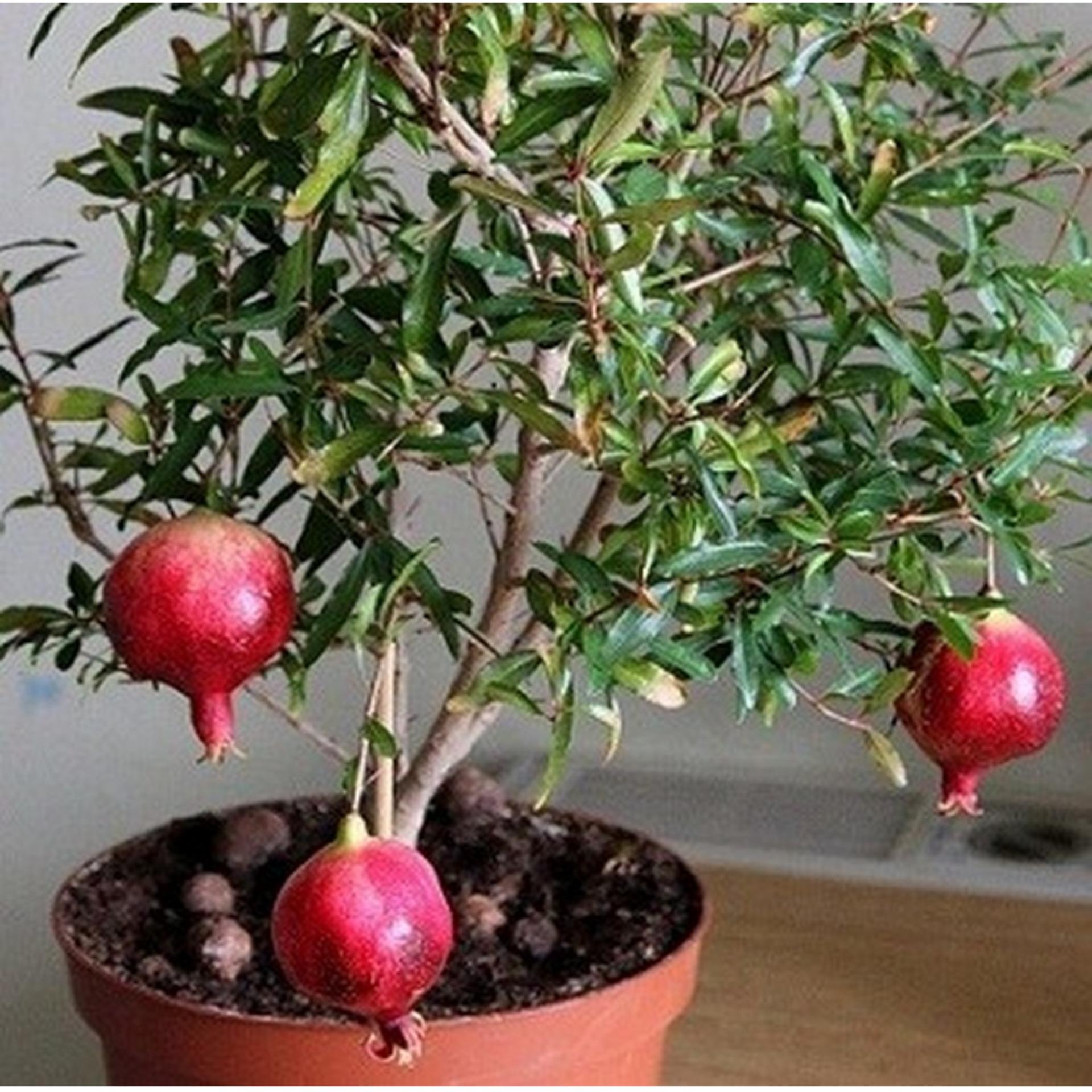 15 Hạt giống Lựu lùn