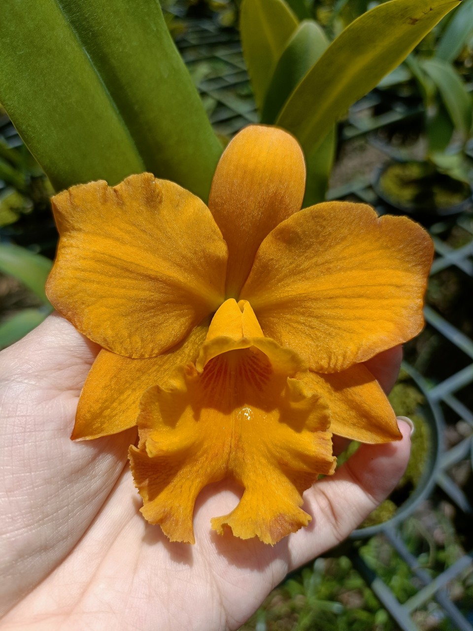 Hoa lan Cattleya Cam hoa thơm cánh sáp Chậu trưởng thành nhiều thân hoa thơm