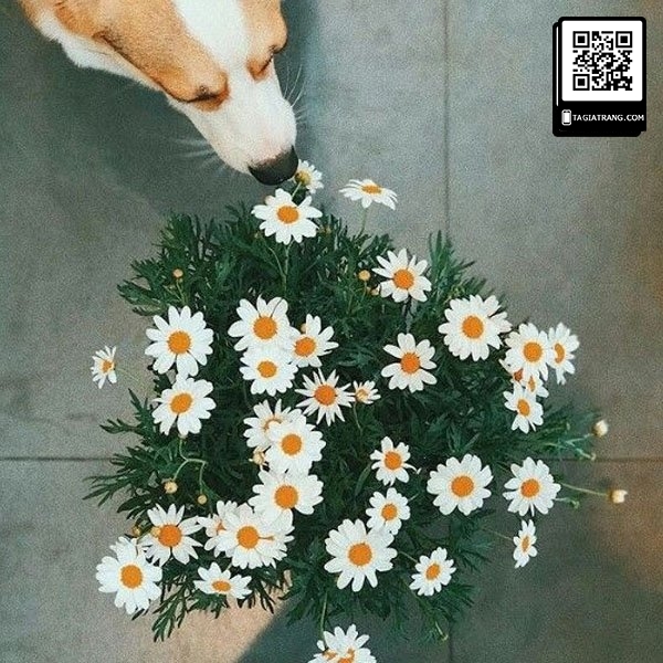 Hạt giống hoa cúc họa mi