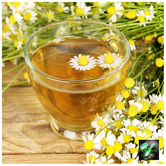 Hạt giống hoa cúc trà chamomile 216, đóng gói 0.1gr