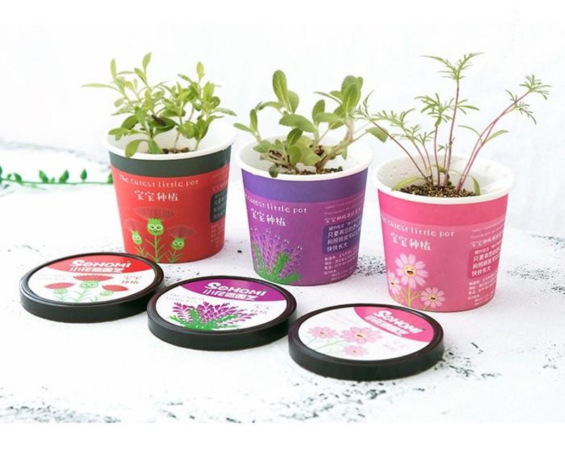 CHẬU CÂY CẢNH, CHẬU CÂY MINI KÈM HẠT GIỐNG ĐỂ BÀN