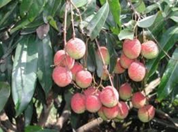 cây giống vải u hồng chín xớm - FREE SHIP TỪ 50K