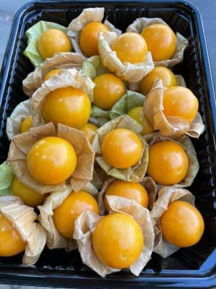 Hạt giống thù lù