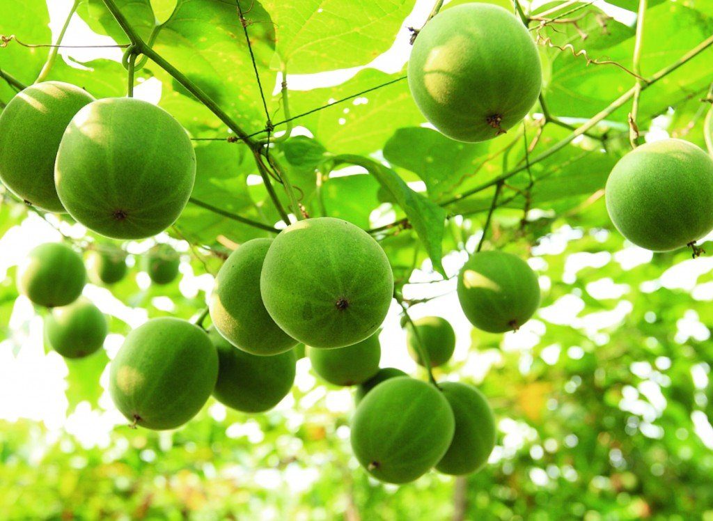 [HCM]Hạt giống la hán quả (sản phẩm thích hợp khí hậu mát lạnh)