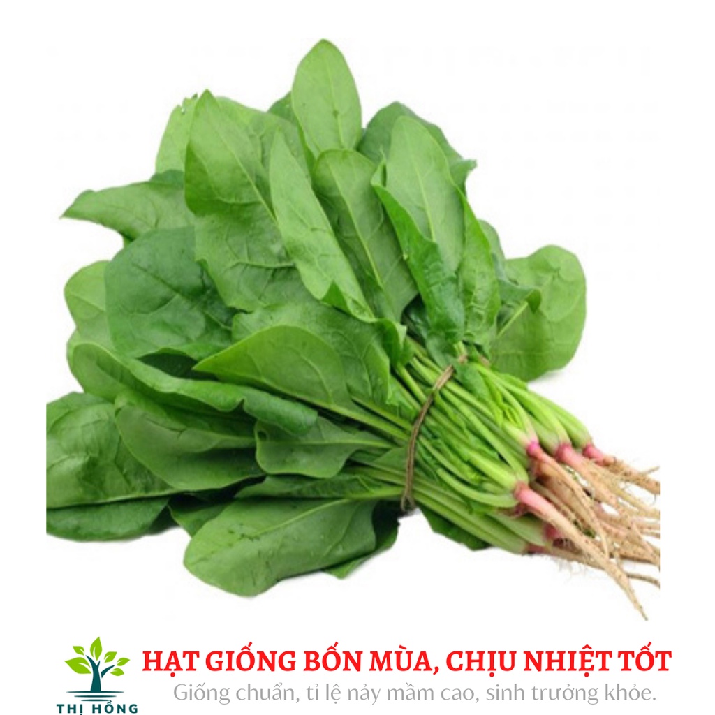 Hạt giống cải bó xôi chịu nhiệt 20g .