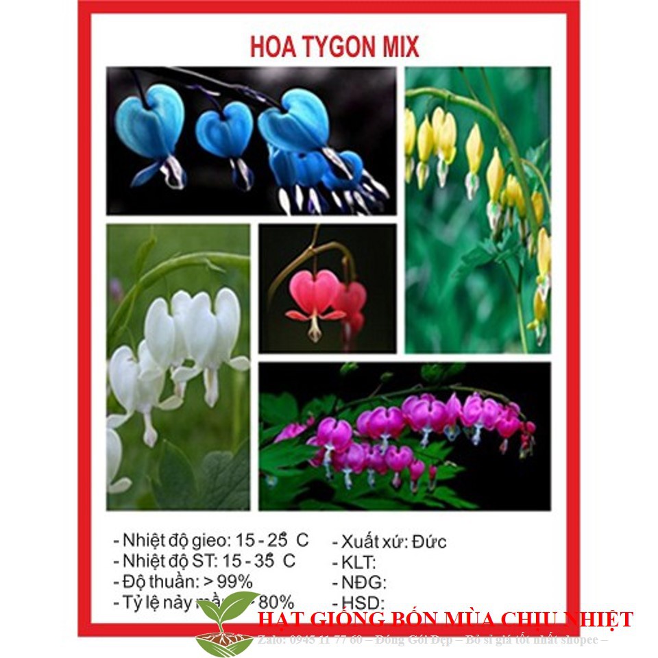 Hg18 Hạt Giống Hoa Tigon Mix 5 Mầu Xanh Trắng Hồng Đỏ Vàng Gói 20 Hạt Đến Mùa Trồng Tết