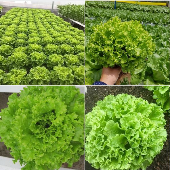 Hạt Giống Xà lách xoăn xanh cao sản - 1 gói 5gram