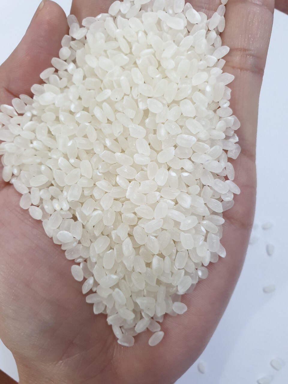 Gạo Nhật xuất khẩu, hạt tròn, dẻo, thơm túi 5kg