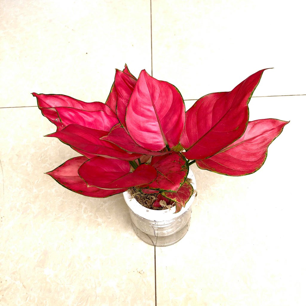 Cây vạn lộc đỏ thủy sinh (hồng lộc đỏ) cực đẹp