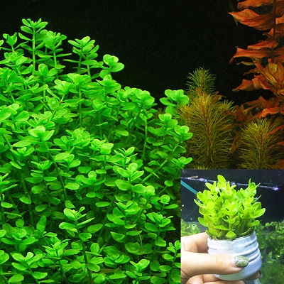 Cây thủy sinh Lệ Nhi , cây cắt cắm