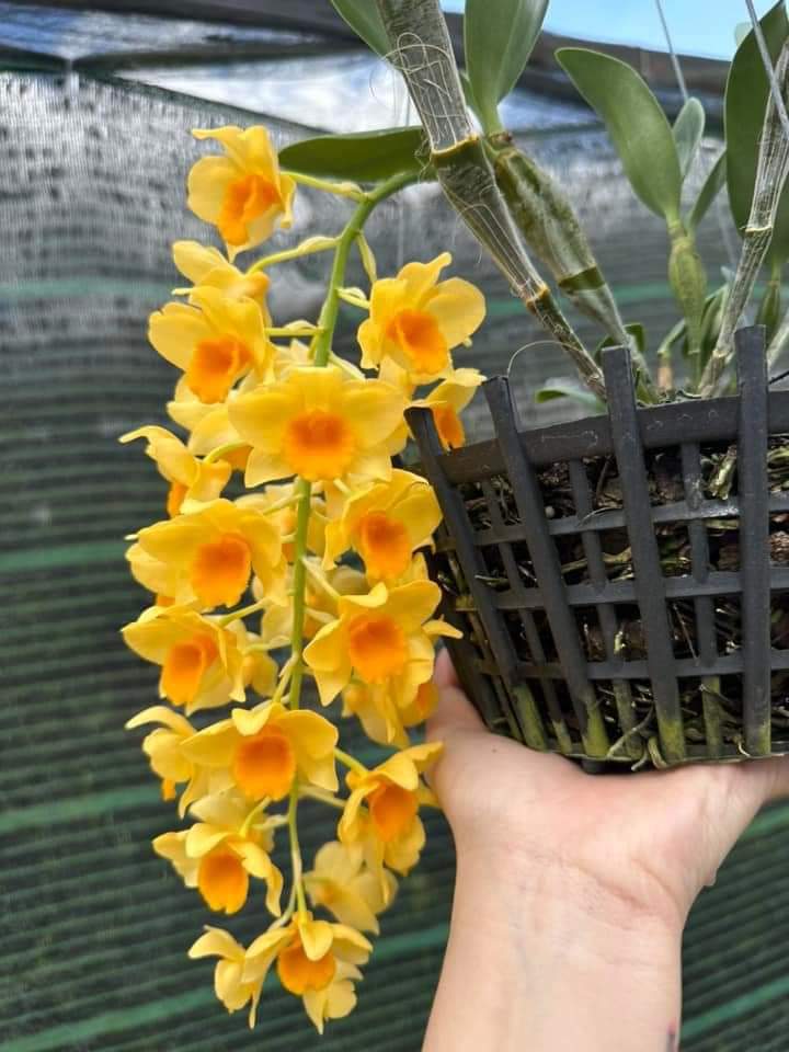 Hoa lan Kiều mỡ gà hoa thơm, cây giống nhỏ