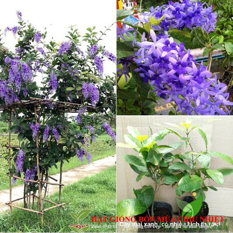 MJ178 Hạt giống Hoa mai xanh – mai tím đặc sắc 10 hạt