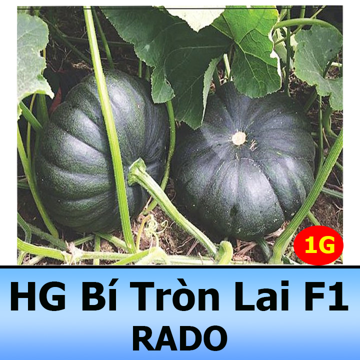 Hạt Giống Bí Đỏ Tròn F1 Giaù Dinh Dưỡng 1Gr