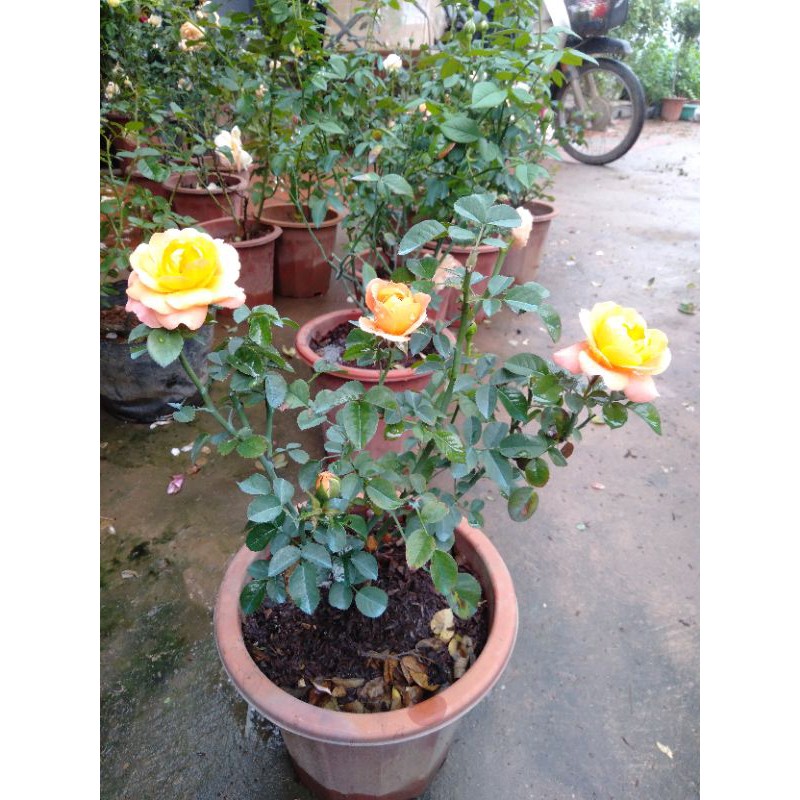 Hoa hồng Tezza cam cá hồi cực xinh