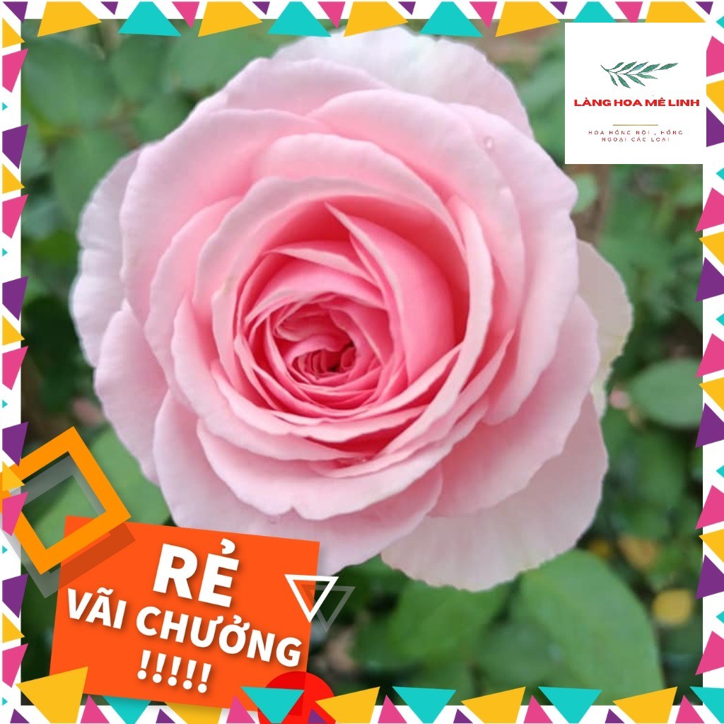Hoa hồng ngoại Carey rose [🏵️🌿ẢNH CHỤP TẠI VƯỜN🏵️🌿] – Giống hồng cắt cành độc đáo, cuốn hút - Hương thơm tươi mát🙂