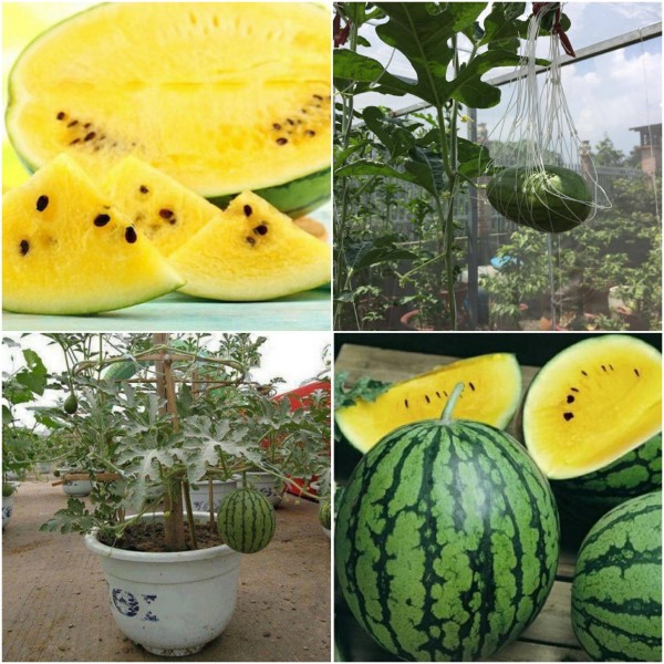 Dưa hấu ruột vàng -10 hạt