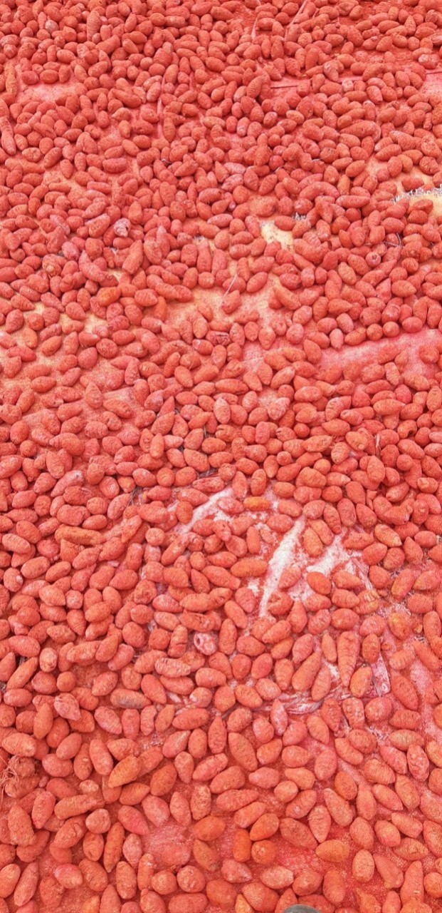 Nghệ đỏ cho gà đá nguyên củ 100g