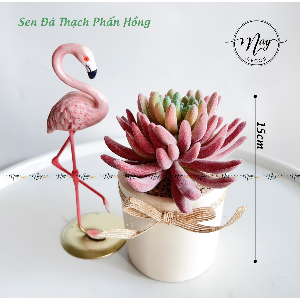 Cây giả, Sen Đá Phấn size to kèm chậu trụ 8