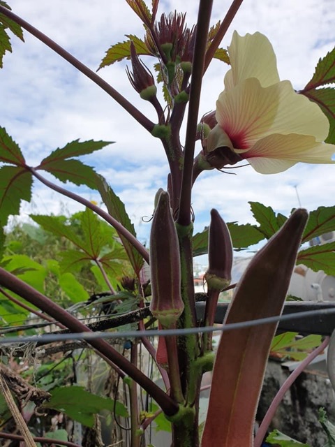 Hạt giống đậu bắp đỏ đậu bắp tím năng suất cao gói 20 hạt giá rẻ