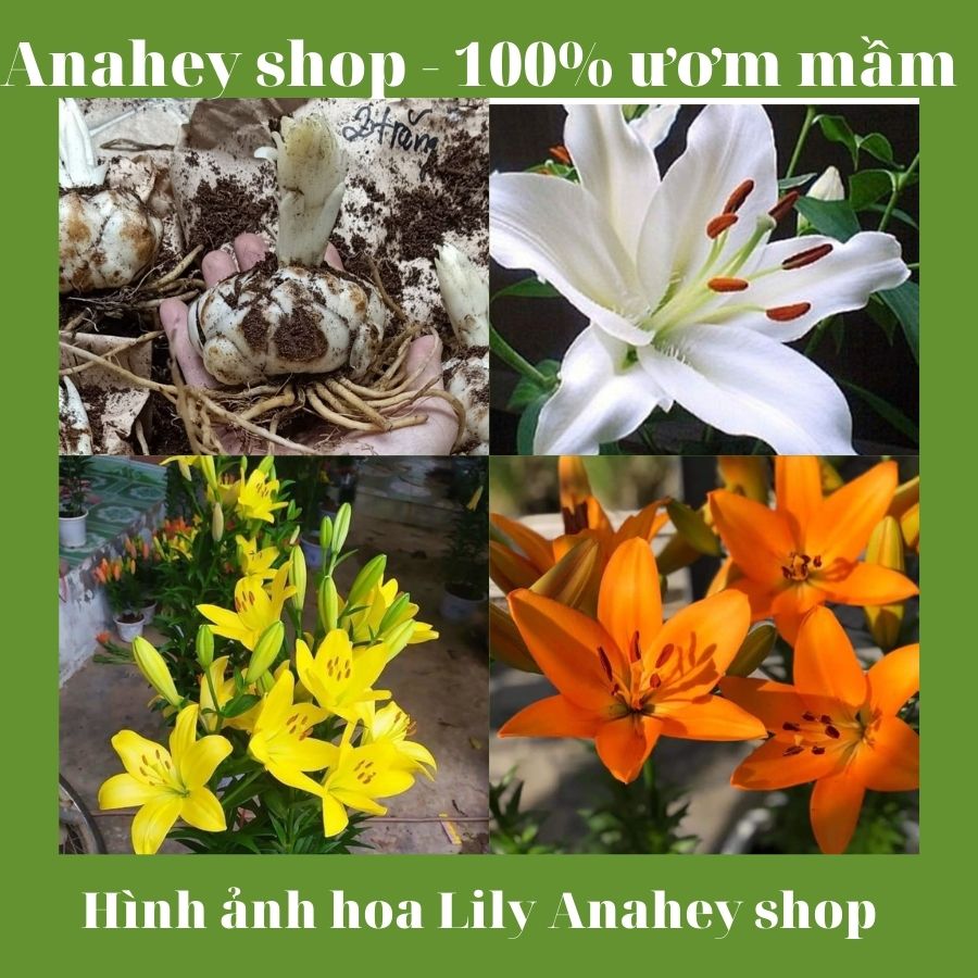 Combo 10 củ hoa ly màu vàng chanh, màu cam Củ hoa lily, Củ Ly không thơm, Củ ly Hà Lan + Kèm hướng dẫn đầy đủ + 100% củ đã ươm mầm