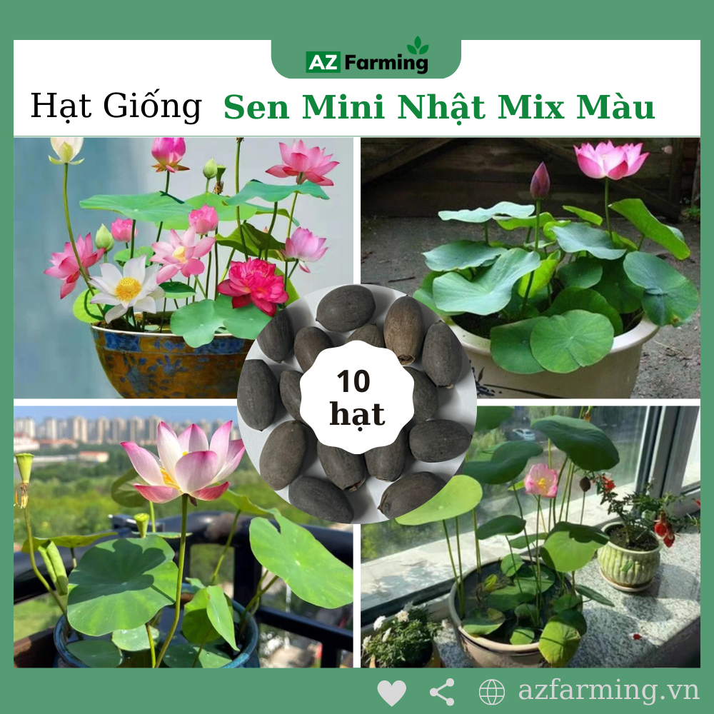 Hạt giống hoa sen mini nhật nhiều màu - gói 10 hạt - az farming