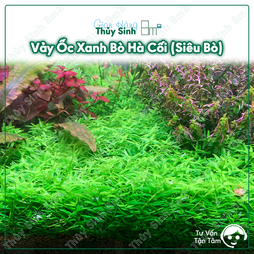 (Lá Cạn) Vảy Ốc Xanh Bò Hà Cối (Rotala Ha Coi) | Cây Thủy Sinh Tiền Cảnh, Cắt Cắm | 8m2