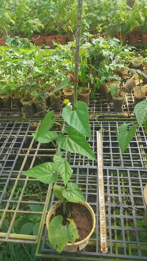 Cây giống la hán quả