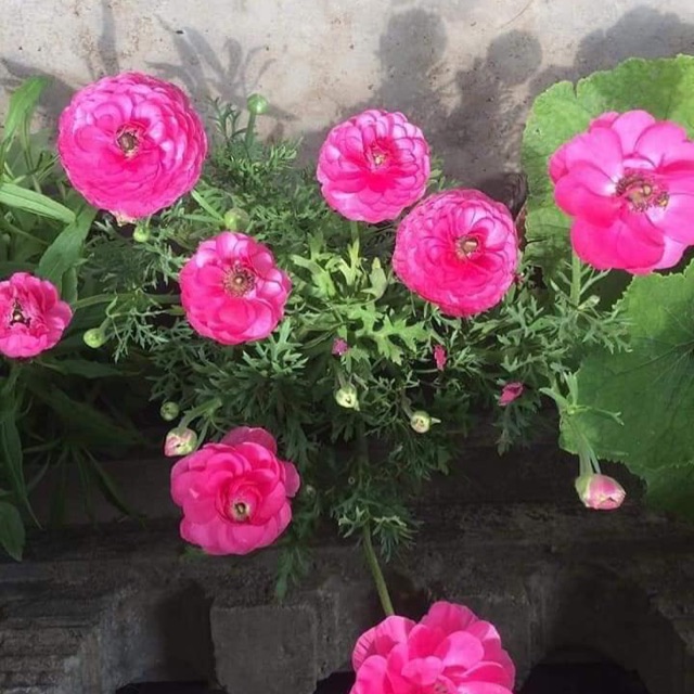 Combo 10 củ hoa hồng ri ba tư ( mao lương) củ khô