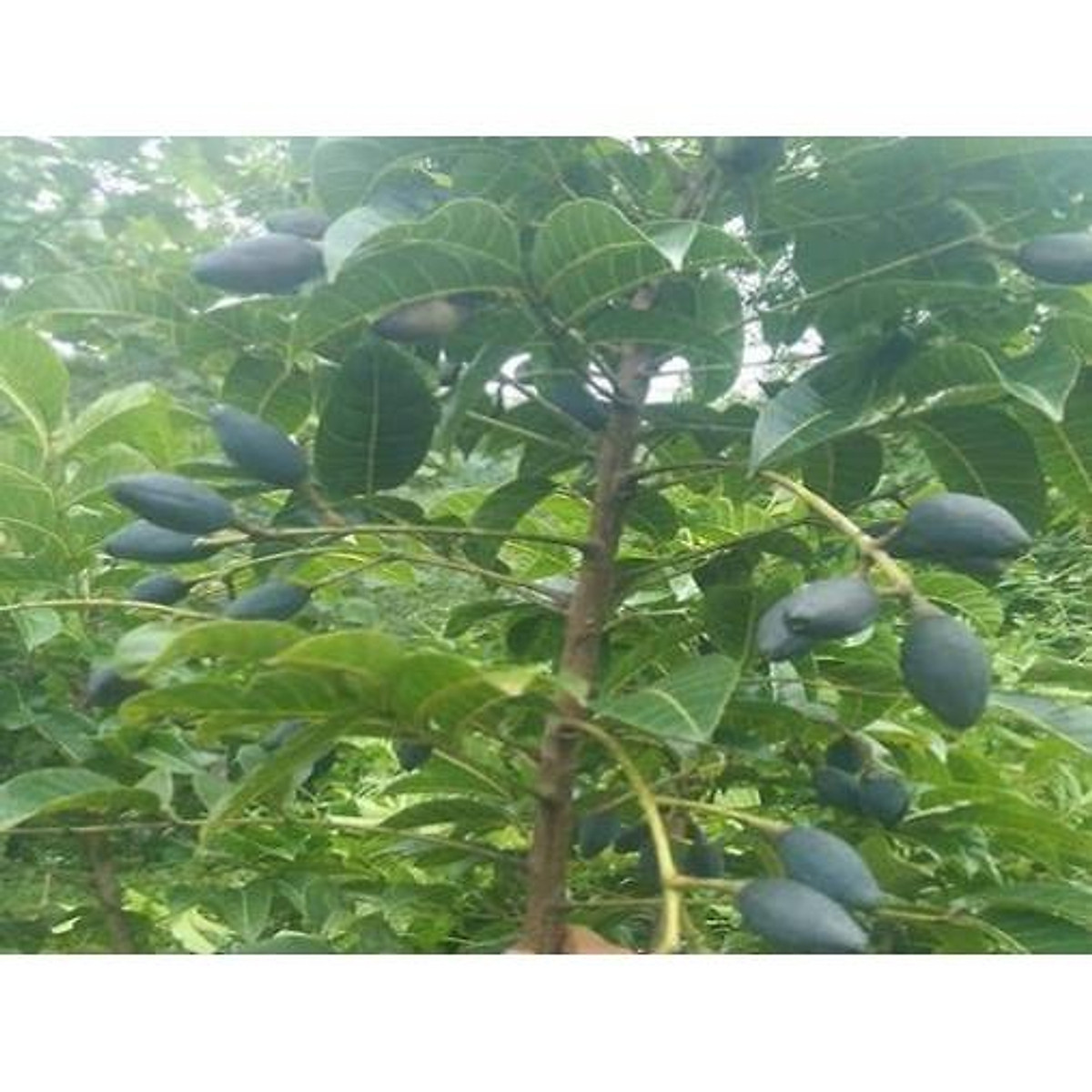 Cây giống trám đen ghép - cây giống chuẩn f1