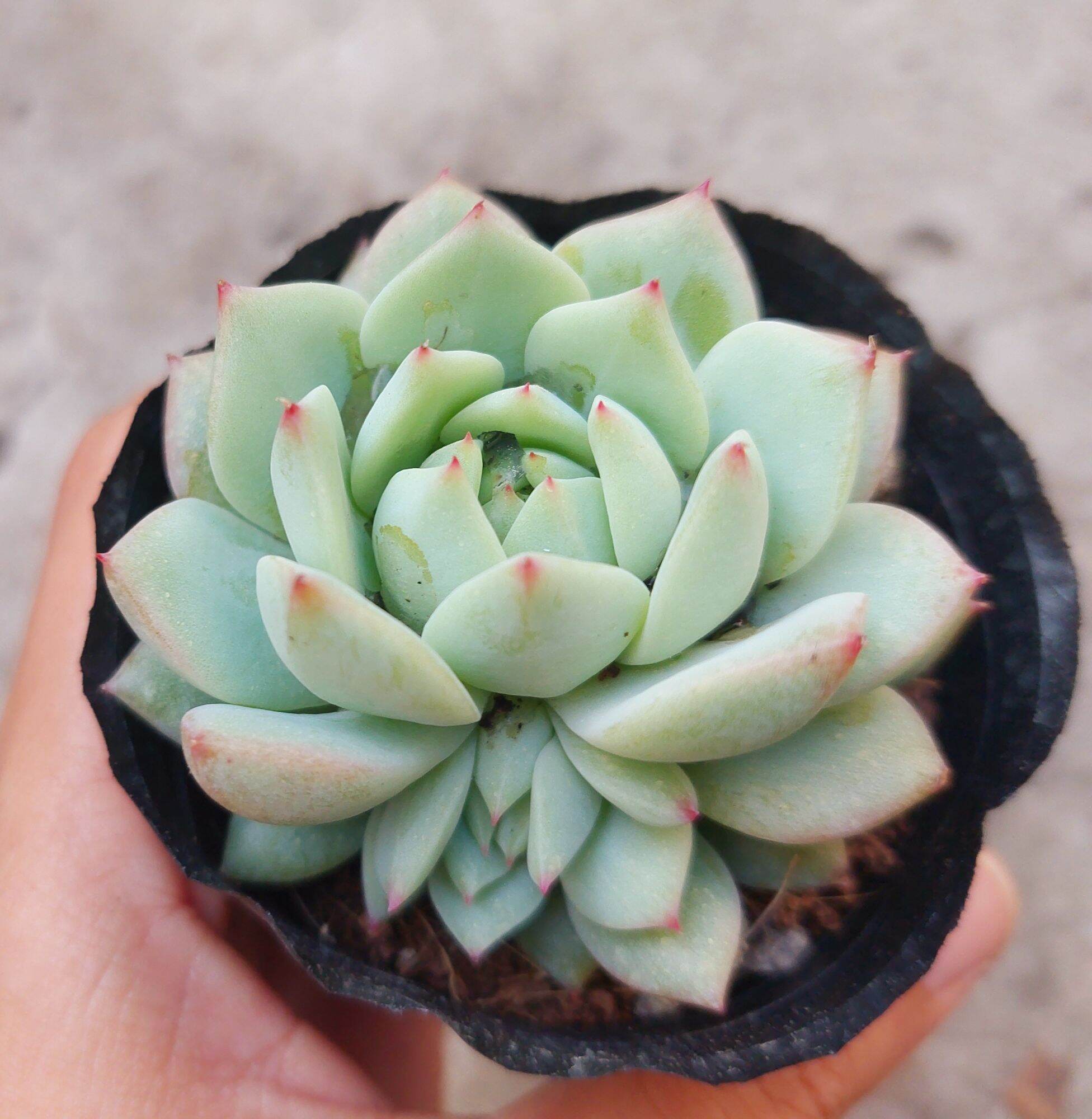Sen đá kim hồng size bầu