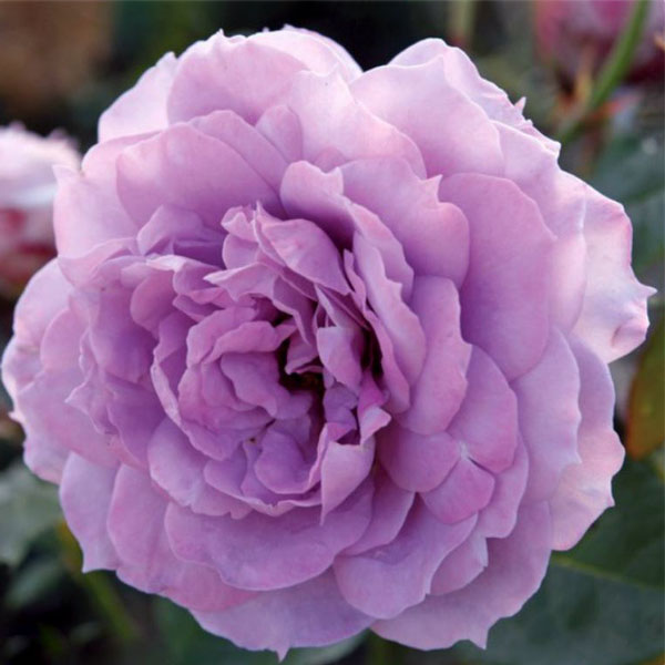 [HCM]Hoa hồng ngoại Blue Sky Rose ( hồng leo)