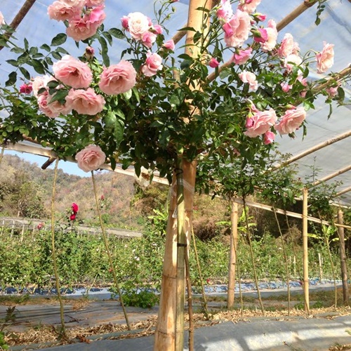 Set 2 Túi Hạt Giống Hoa Hồng Thân Gỗ . Mỗi Túi 20 Hạt Loại Dễ Trồng