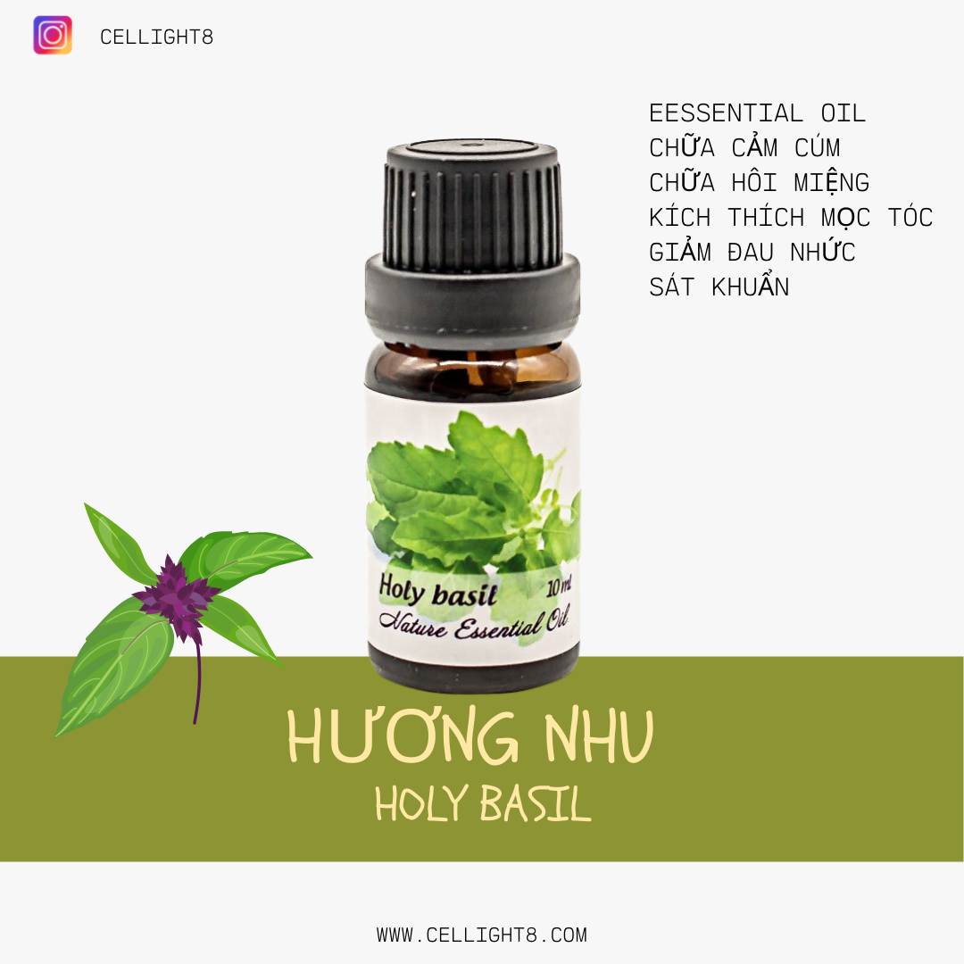 Tinh dầu hương nhu - Holy Basil Essential Oil