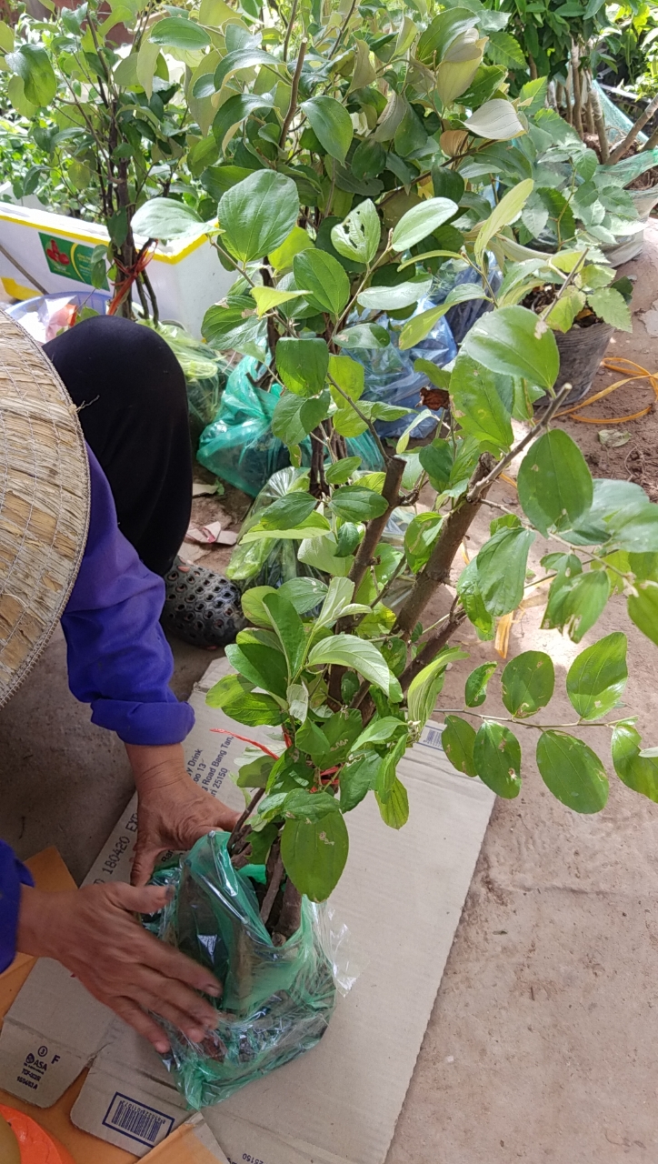 Táo đại quả to combo 2 cây