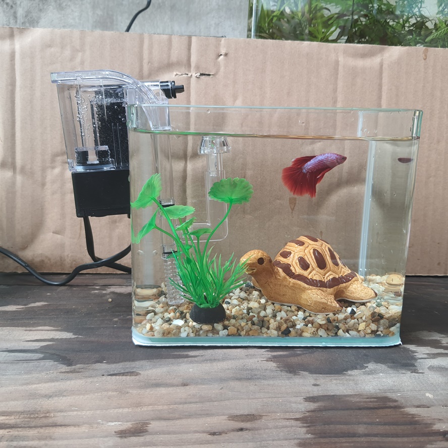 Bể cá mini 18 cm và 5 món