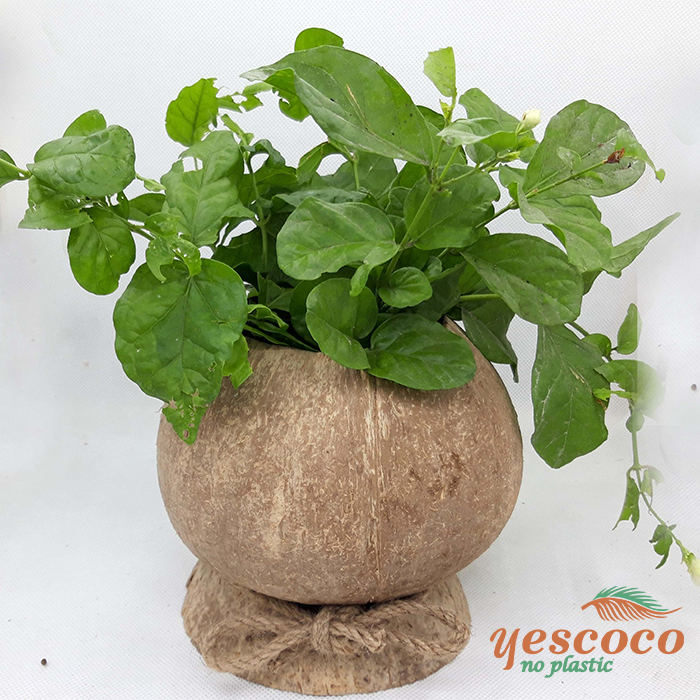 Chậu trồng để bàn Gáo Dừa MỘC Đế Gáo| YESCOCO XUỎNG SẢN XUẤT