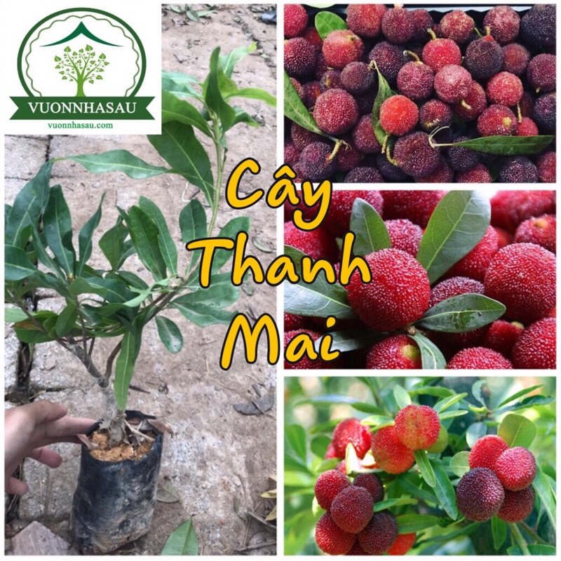 Cây Thanh Mai ghép chỉ 10 tháng ra quả