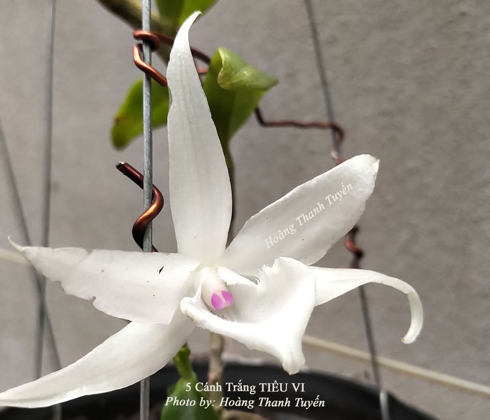 Phi Điệp 5 Cánh Trắng Tiểu Vi hàng giống