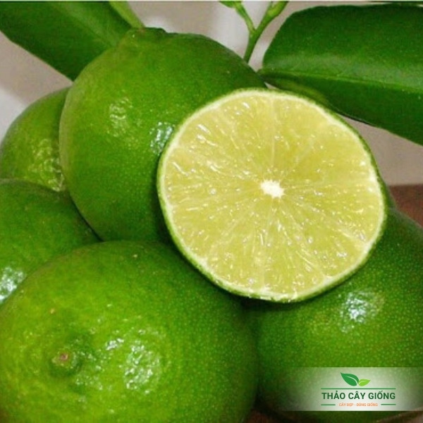 Cây giống Chanh Không hạt - Giống chanh nhiều nước, năng suất cao